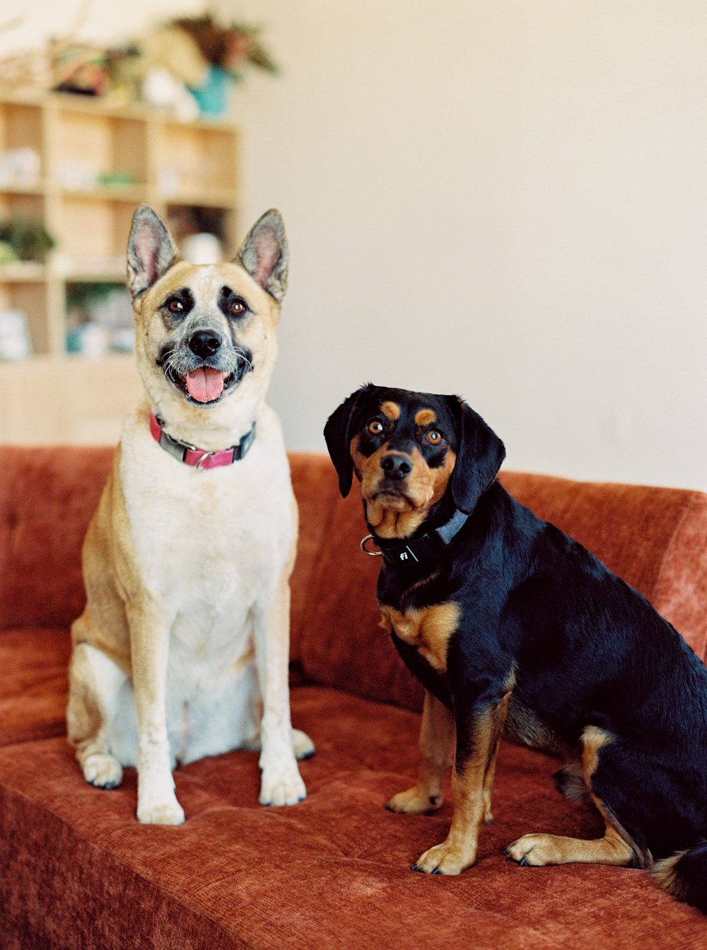 Two rescue dogs, Waterloo and Woodrow, sitting on a rust-orange sofa